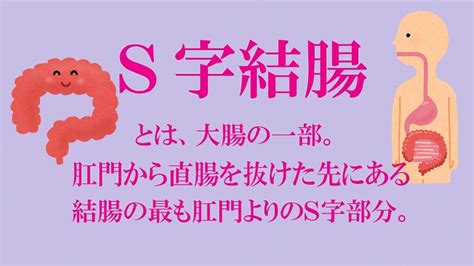 bl結腸|今さら聞けない「S字結腸」について解説！傑作結腸。